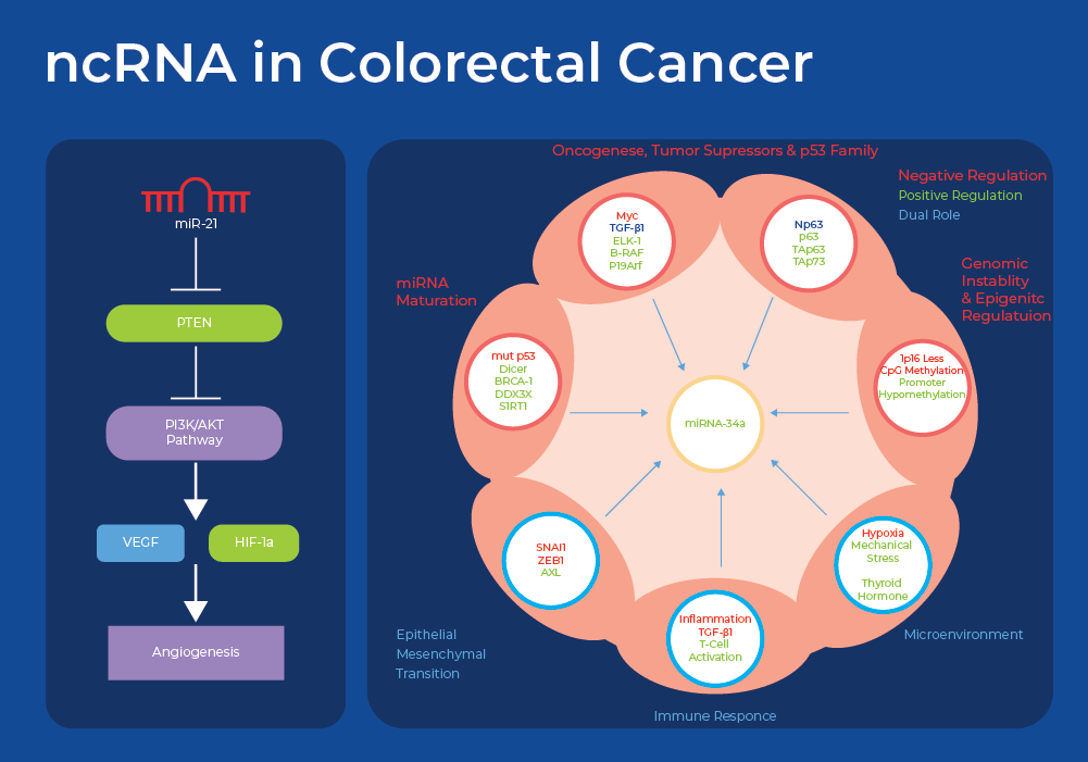 ncRNA in colorectal cancer