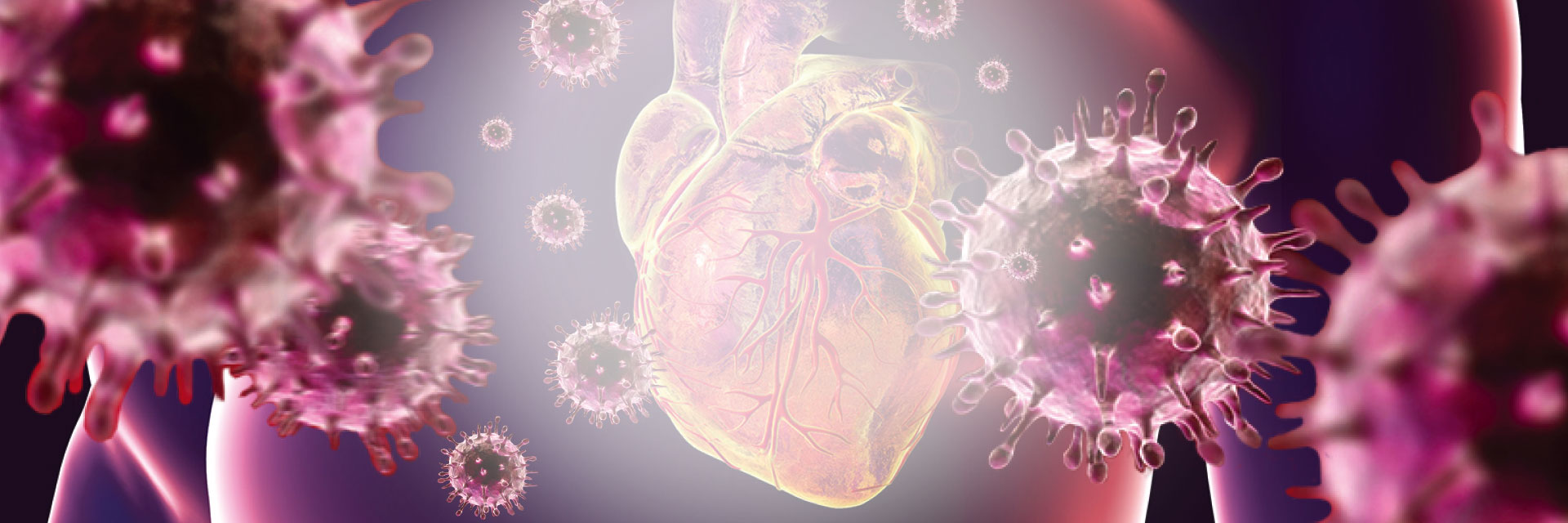 artist rendering of Activated-Specialized Tissue Effector Cells and human heart