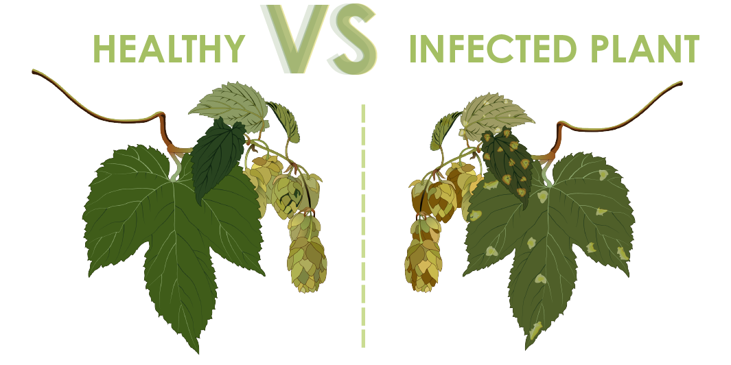 healthy vs infected cannabis plant