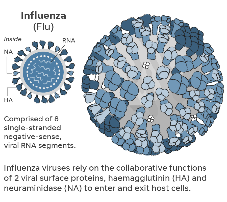 diagram of Influenza (Flu) virus