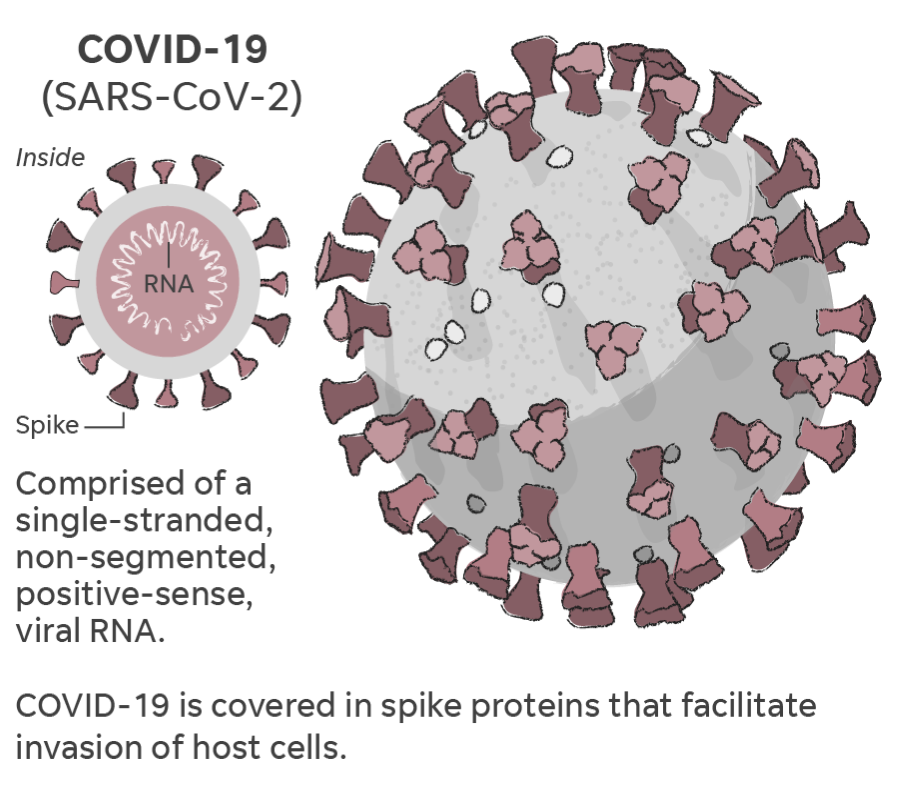 diagram of COVID-19 (SARS-CoV-2) virus
