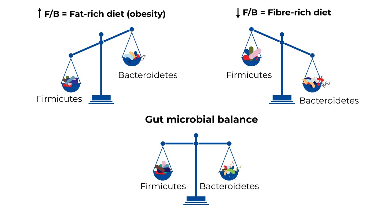 Visualization of gut microbial balance between Firmicutes and Bacteroidetes. A Fat-rich diet (obesity) leads to too many Firmicutes in comparison to Bacteroidetes, while a Fibre-rich diet leads to too many Bacteroidetes in comparison to Firmicutes