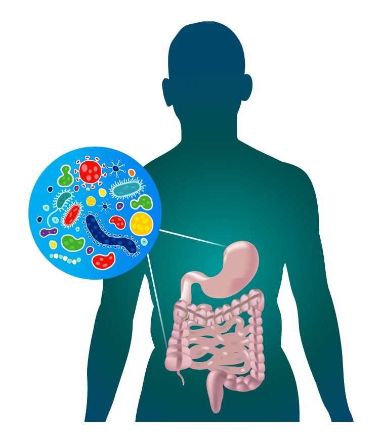 human gastrointestinal tract (GIT) and the gut microbiome diagram