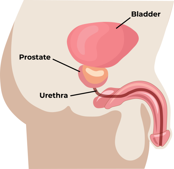 Male Prostate