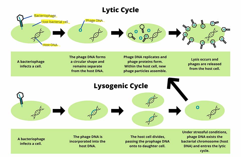 Lytic Cycle and Lysogenic Cycle diagram
