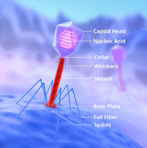 labelled bacteriophage: caspid head, nucleic acid, collar, whiskers, sheath, base plate, tail fiber, plates