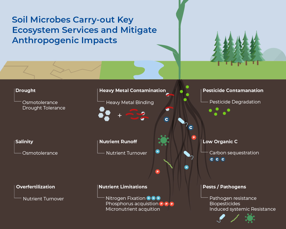 soil microbes carry-out key ecosystem services and mitigate anthropogenic impacts