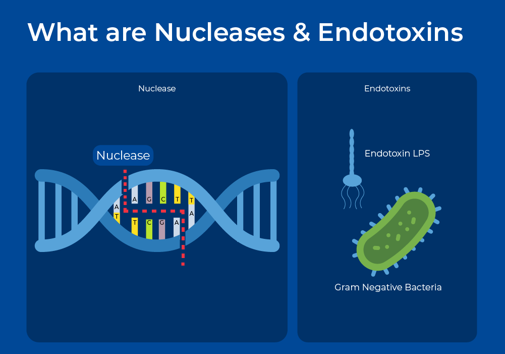 Figure 2 - What are Nucleases and Endotoxins