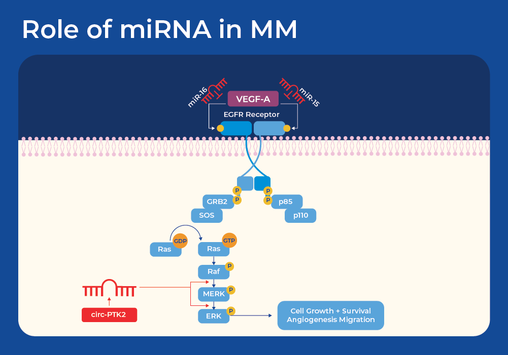 Role of mirRNA in Multiple Myeloma