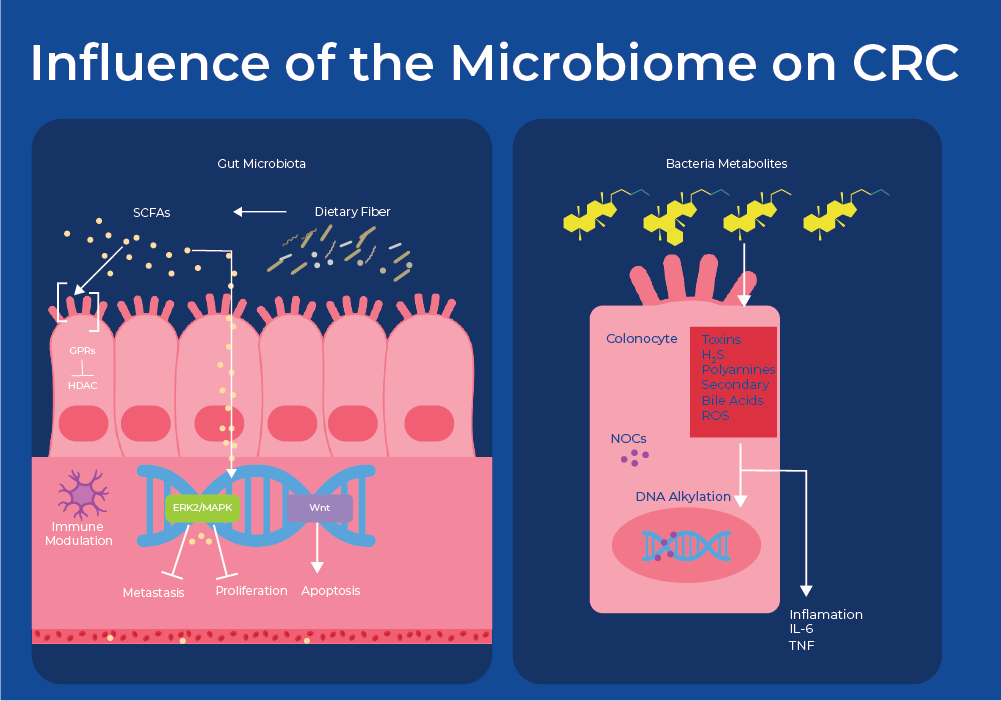 influence of the microbiome on CRC