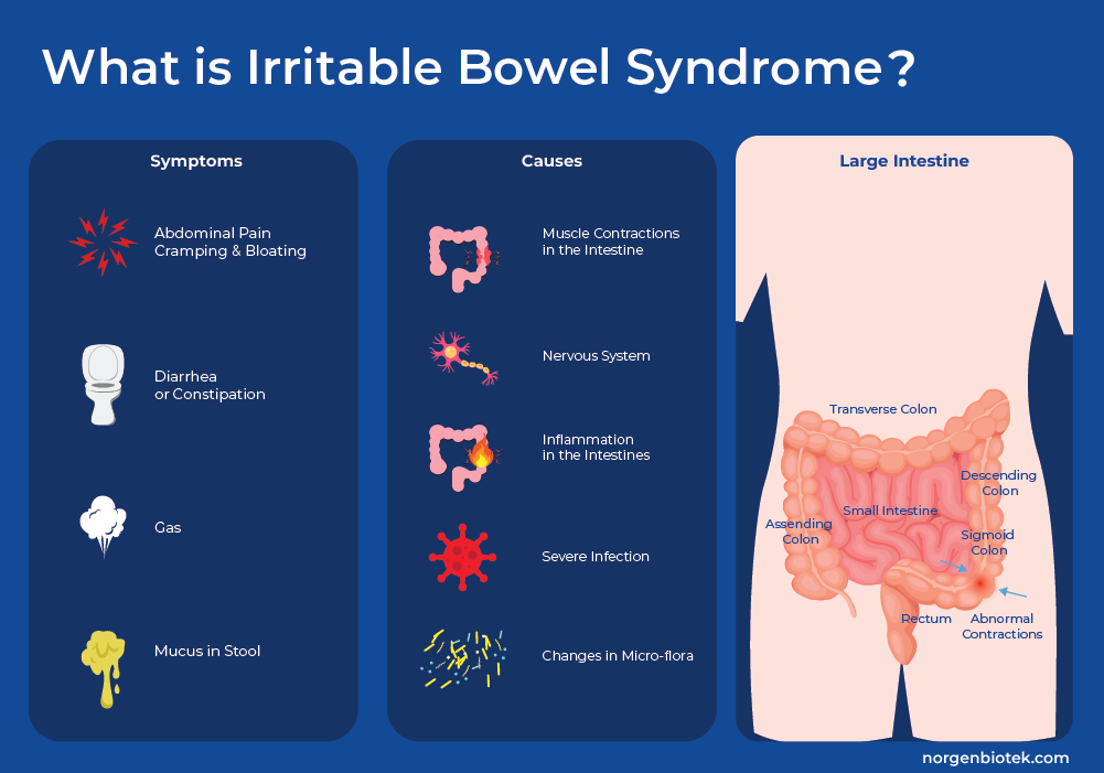 what is Irritable Bowel Syndrome (IBS)