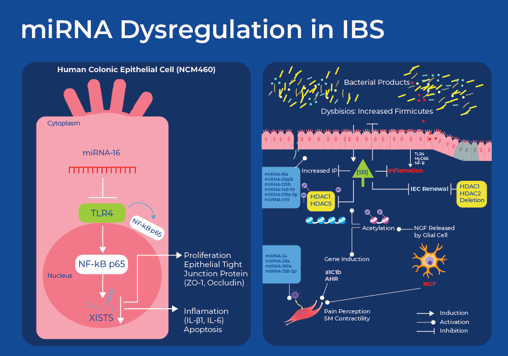 miRNA dysregulation in Irritable Bowel Syndrome (IBS)