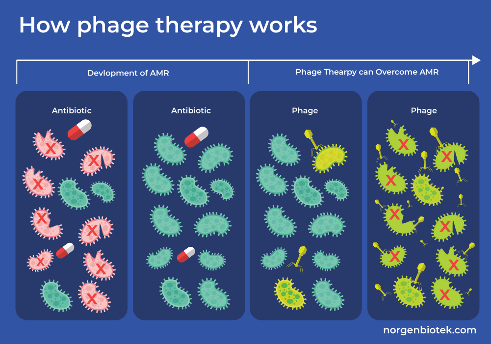 phage therapy use bacteriophages to target antimicriobial resistant bacteria