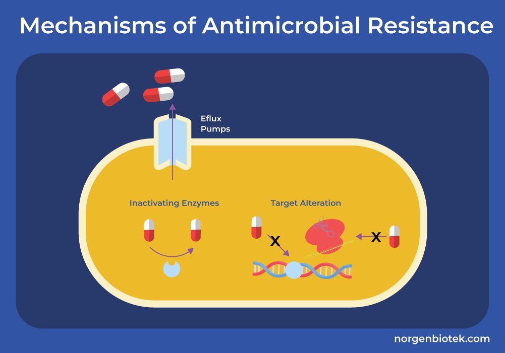 efflux pumps, inactivating enzymes, target alteration