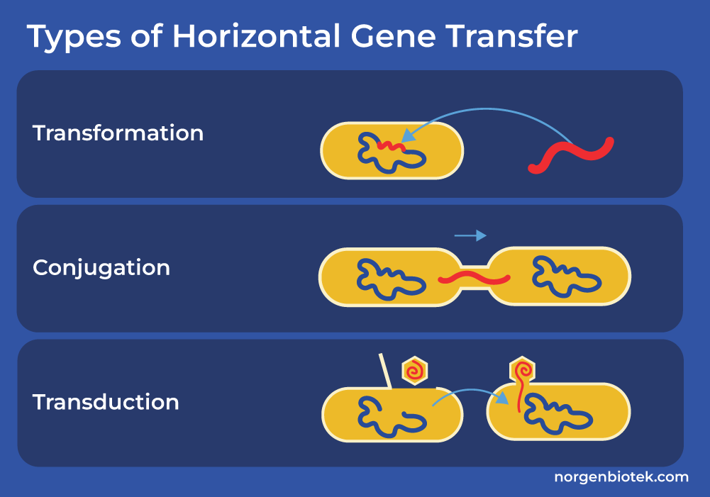 types of horizontal gene transfer include transformation, conjugation, and transduction