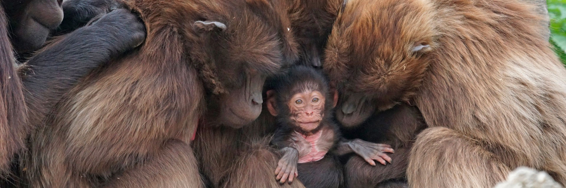 monkeys hugging a baby monkey (cute!)