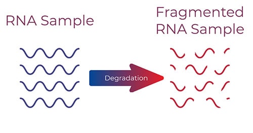 RNA Sample degrades to a Fragmented RNA Sample