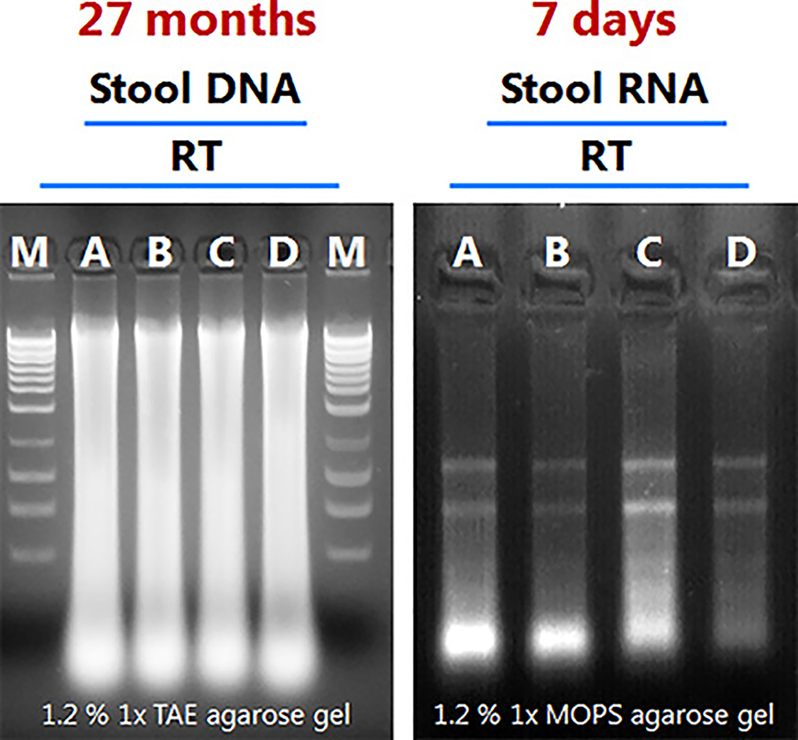 Figure 2. Integrity of Total Stool DNA and RNA Isolated from Preserved Stool Samples.