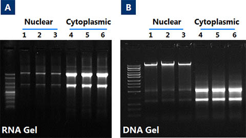 Cytoplasmic and Nuclear RNA Purification Kit Figure 1