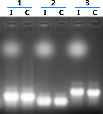 Figure 4. Effective Clean-Up to Produce High Quality RNA Transcripts