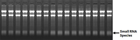  图 10.无需使用苯酚，即可获得稳定的优质 RNA