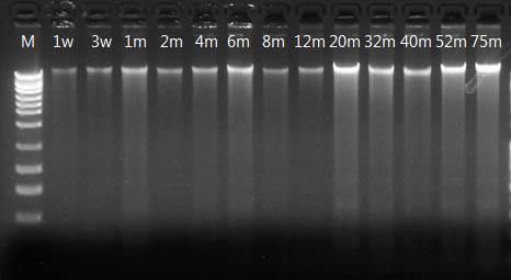 Figure 1.  Stability of Preserved DNA