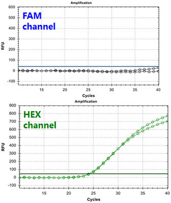 Figure 2. HPV (High and Low Risk) TaqMan PCR Kit 