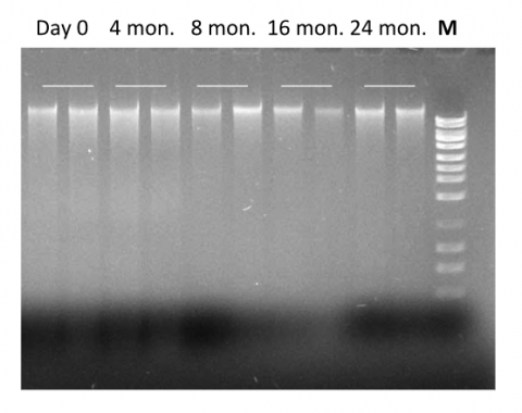 Figure 1. Stability of Preserved DNA