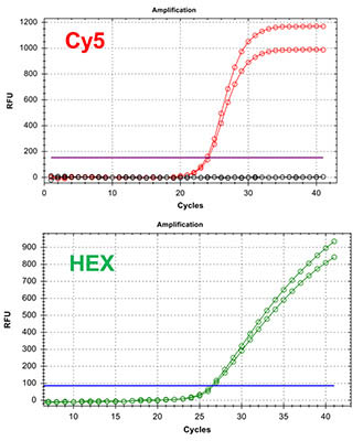 Figure 2 - Chlamydia/Neisseria gonorrhoeae TaqMan PCR Kit