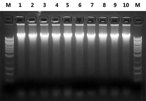 Figure 7. High Quality DNA Isolated from Preserved Stool Samples