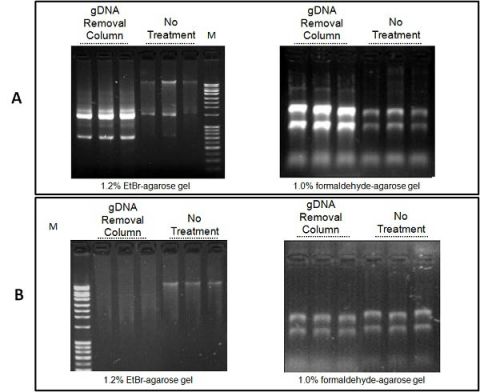 Figure 1. Total RNA Purification Plus Kit