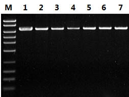 Figure 2.  Efficient Recovery of Large DNA Fragments