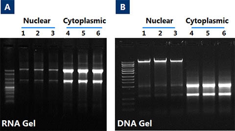 Cytoplasmic And Nuclear RNA Purification Kit (Cat. 21000, 37400 ...