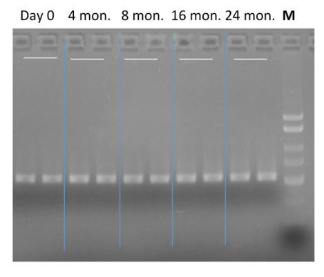 v3-v4 16s rRNA PCR amplification for Illumina MiSeq 16s rRNA library preparation.