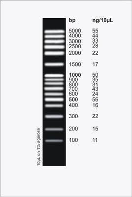FullRanger 100 bp DNA Ladder Figure 1