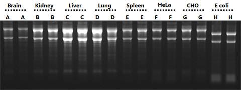 Figure 11. High Quality of RNA from a Diverse Range of Inputs