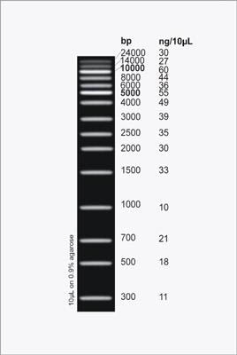 UltraRanger 1 kb DNA Ladder Figure 1