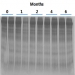 Figure 2. Stability of Proteins in Norgen's Urine Preservative
