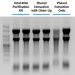Figure 1. Effective Clean-Up to Produce High Quality Total RNA with Complete Size Diversity