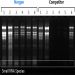 Plant/Fungi Total RNA Purification Kit Figure 1