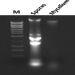 Fungi/Yeast Genomic DNA Isolation Kit Figure 2