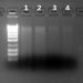 Figure 3.  Mouse Fecal DNA