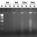 Figure 1.  Isolation of Total Urinary DNA from Different Urine Volumes