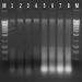 Biofilm DNA Isolation Kit Figure 1