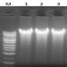 Figure 1. Isolation of High Quality Genomic DNA from Tissue