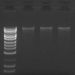 Figure 1.  Good Yield and Integrity of DNA