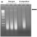 Figure 4. Isolation all sizes of DNA