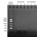 Figure 1: 16S V4-V5 PCR1 Amplification