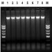 Figure 1. High Quality and Yield of DNA from Saliva Samples.