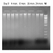 Figure 1. Stability of DNA Preserved in Norgen's Saliva DNA Preservative at Room Temperature for over 2 Years